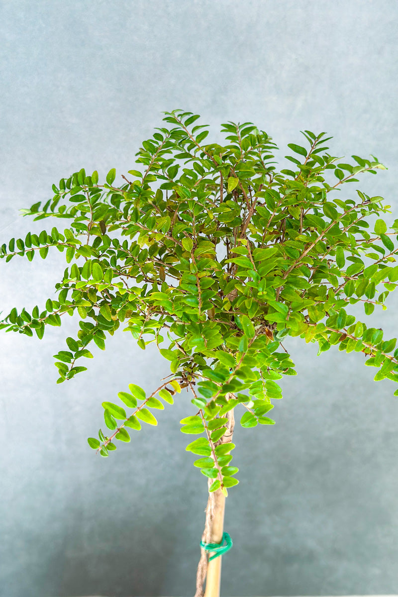 Boxwood Honeysuckle, Topiary 4" Grey Clay Pot