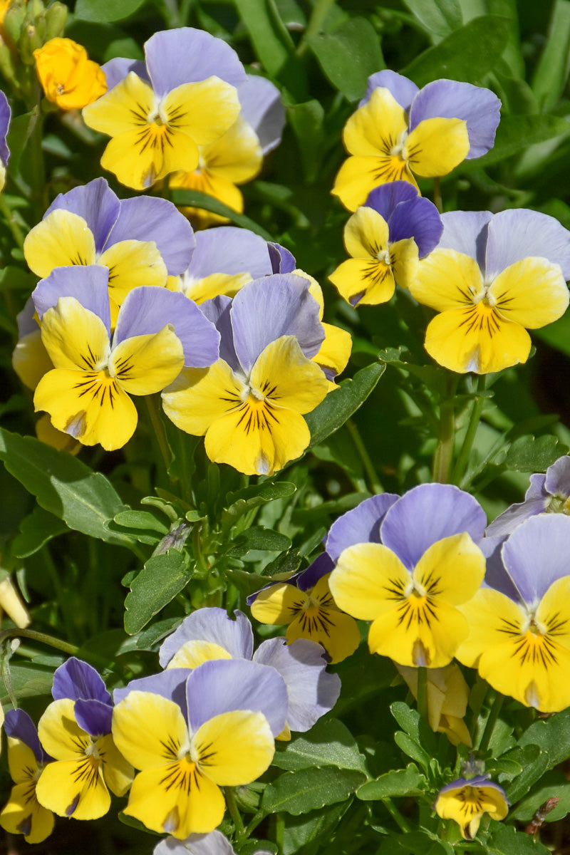 Pansy, Matrix Morpheus