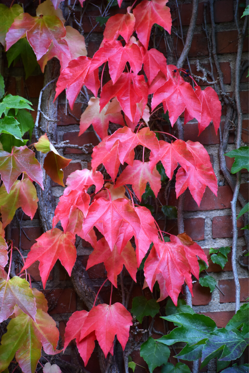 Vine, Ivy Boston