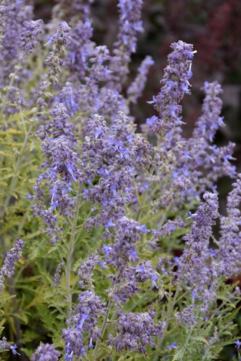 Russian Sage, Denim 'N Lace