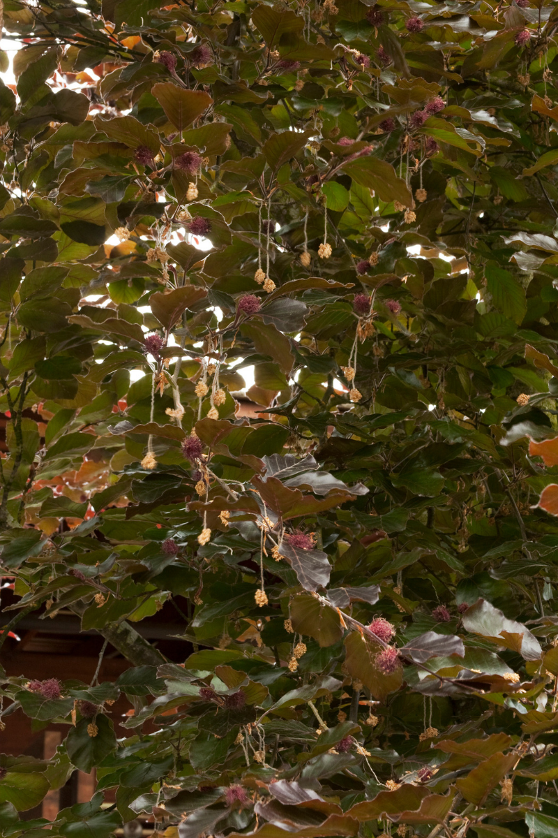 Beech, European River's
