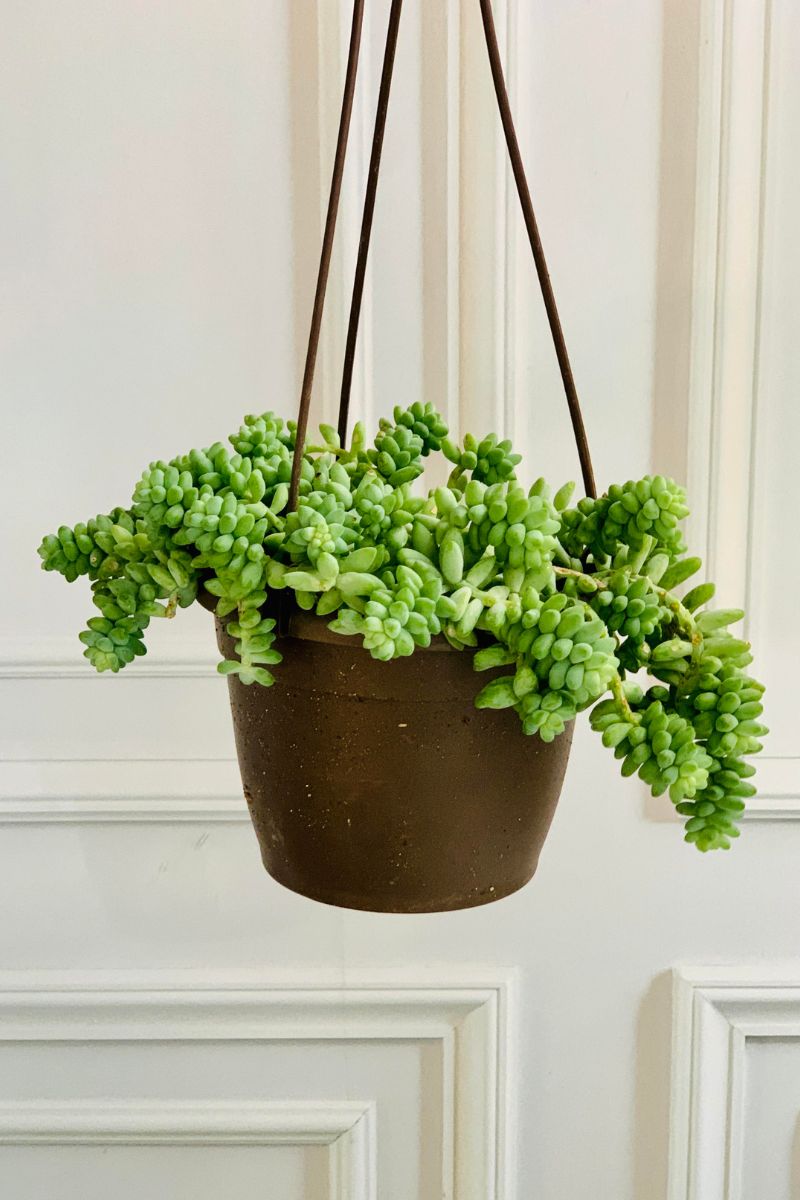 Sedum, Burro's Tail 6" Hanging Basket