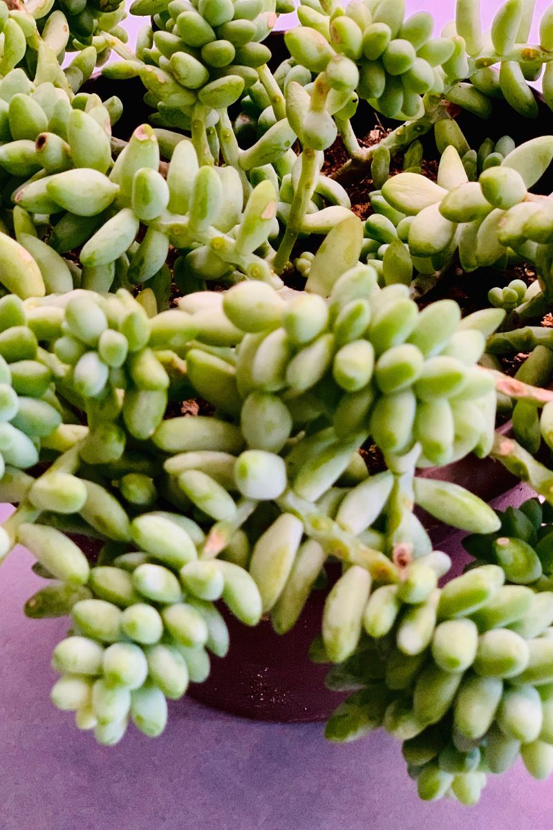 Sedum, Burro's Tail 6" Hanging Basket