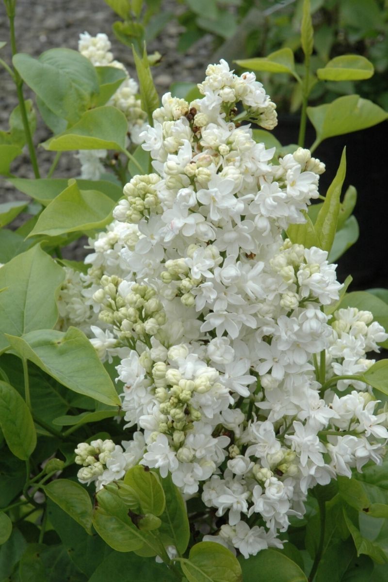 Lilac, Madame Lemoine
